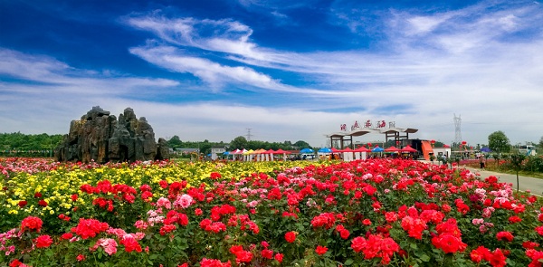 特大喜訊！距 湖南洞庭花海開園進(jìn)入倒計(jì)時(shí)階段了