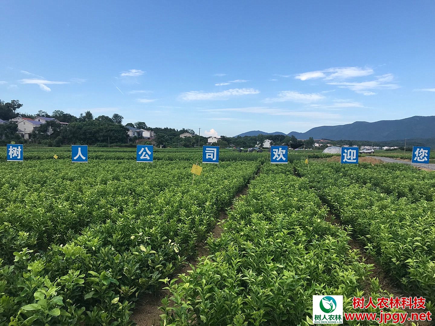 經歷2018年市場寒冬洗禮，未來柑橘產業誰主沉浮？