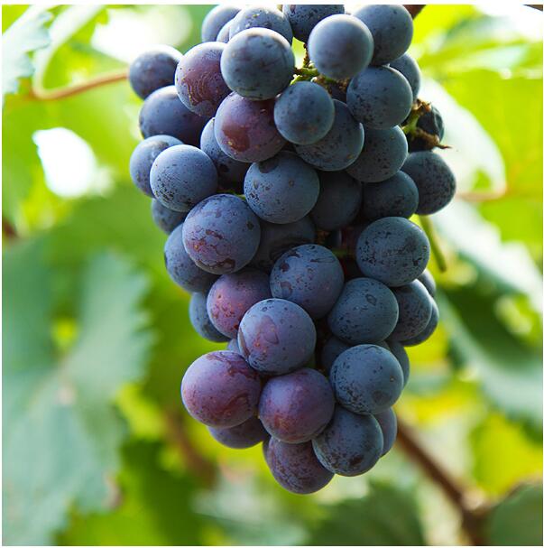 江西新余市分宜果業局葡萄基地介紹