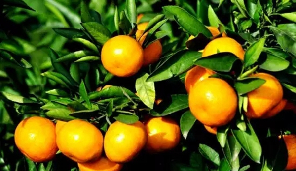 柑桔日灼病的發(fā)生與防治