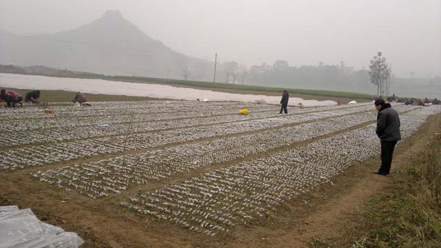 如何成功經營好水果產業？