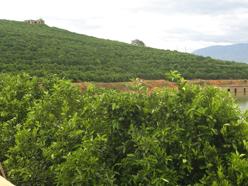 云南省玉溪市柑桔產區粗略調查與分析