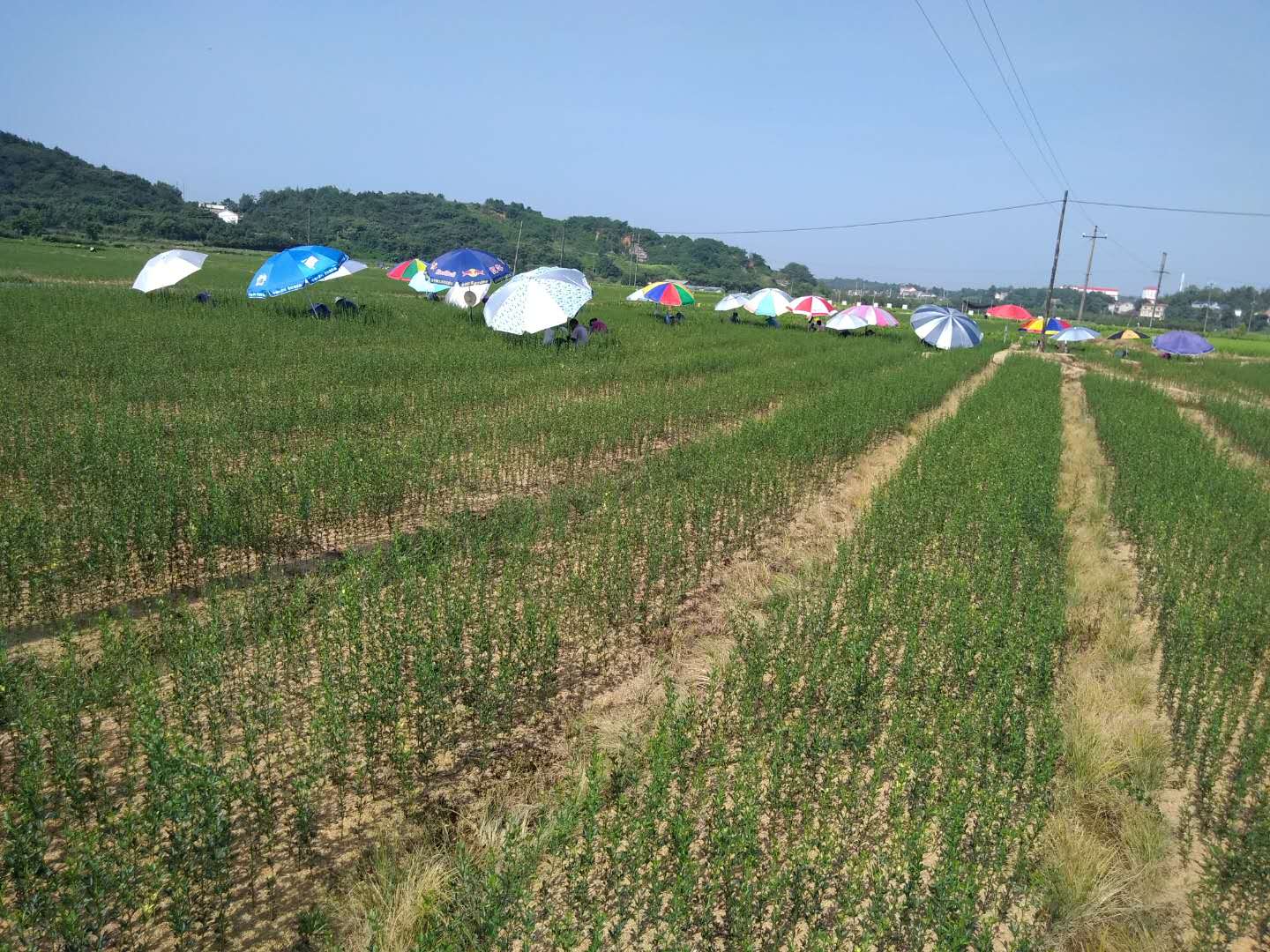 民間資本轉(zhuǎn)向農(nóng)業(yè)，成為投資新趨勢