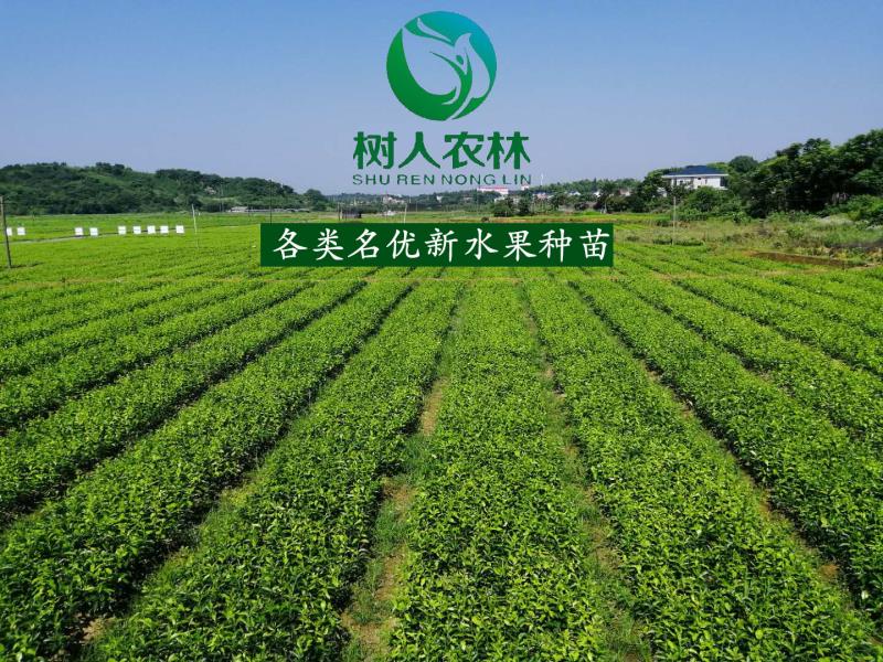 2019年秋樹人公司苗木訂購業(yè)務啟動        千萬株優(yōu)質(zhì)苗木讓利惠農(nóng)