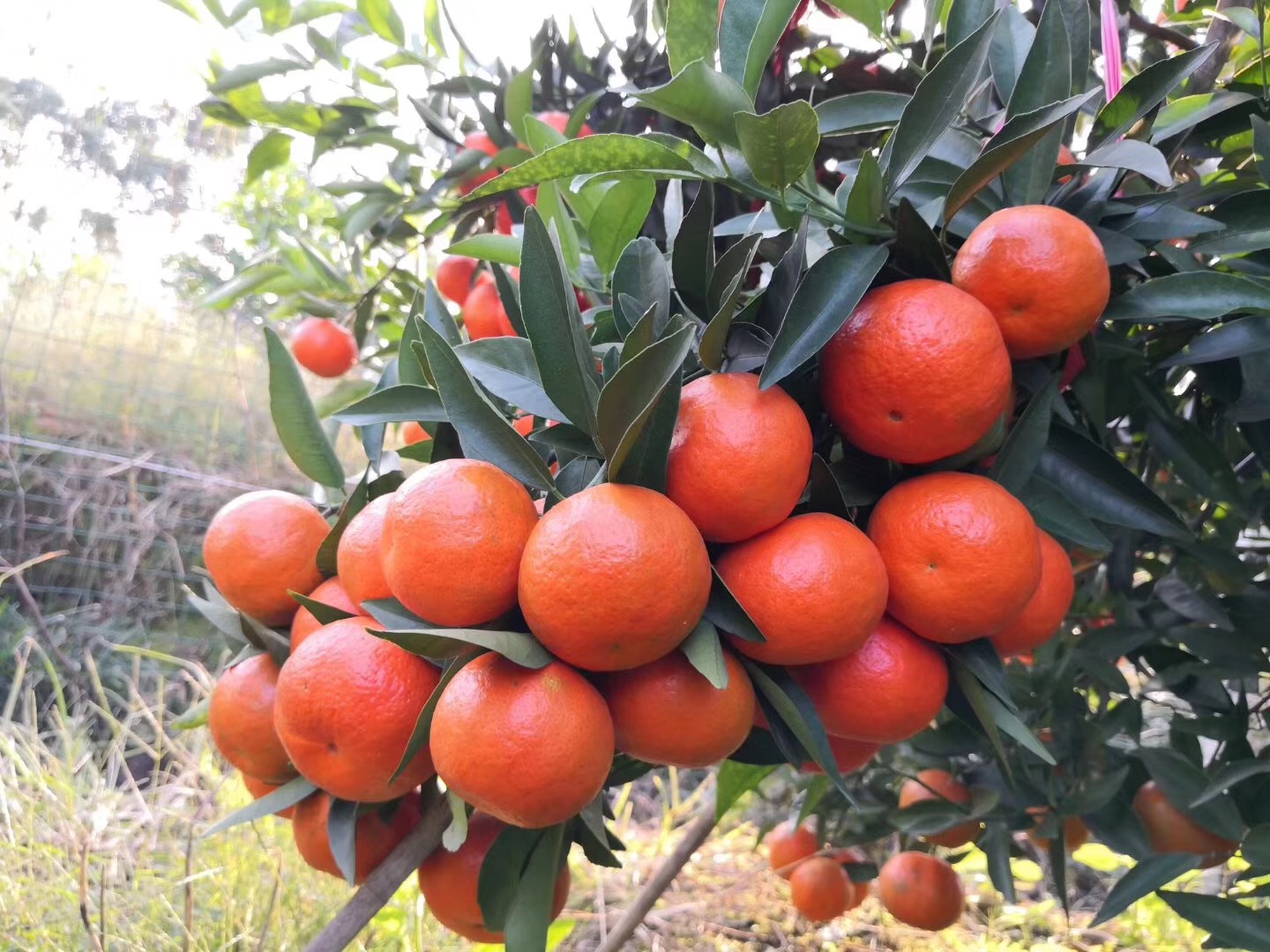 柑橘生理性病害該怎樣預防？