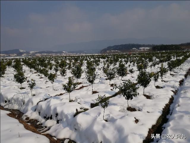 柑橘冬季清園這些事情不能落，否則又是白忙活