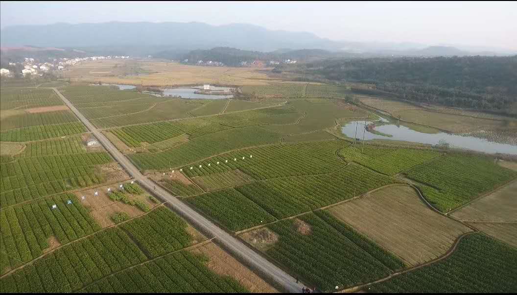 疫情下的植樹節(jié)：守護春天，種下希望