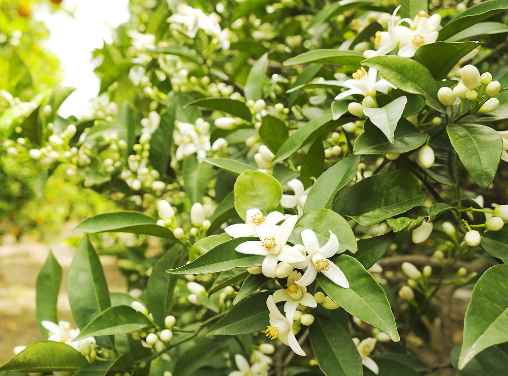 四月份柑橘核心管理技術