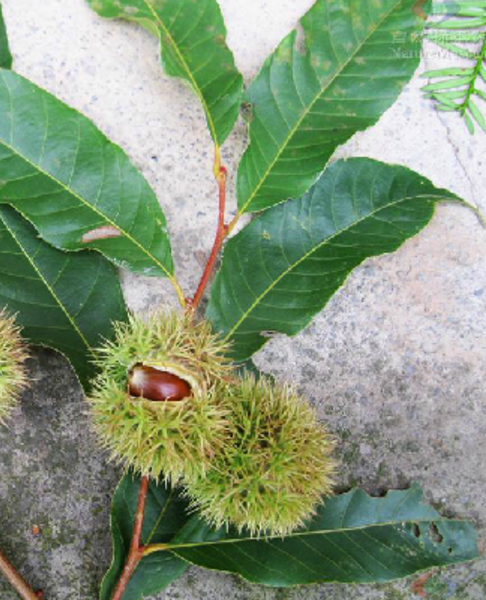 湖南樹人農(nóng)林科技有限公司,湖南柑橘品種銷售,中國果樹網(wǎng),常綠果樹類哪里好