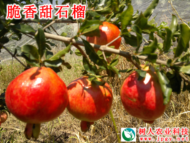 湖南樹人農(nóng)林科技有限公司,湖南柑橘品種銷售,中國(guó)果樹網(wǎng),常綠果樹類哪里好