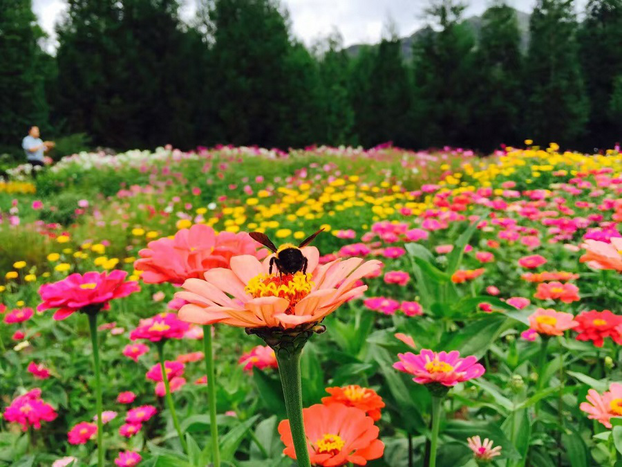 彩色油菜花的研究與開發推廣