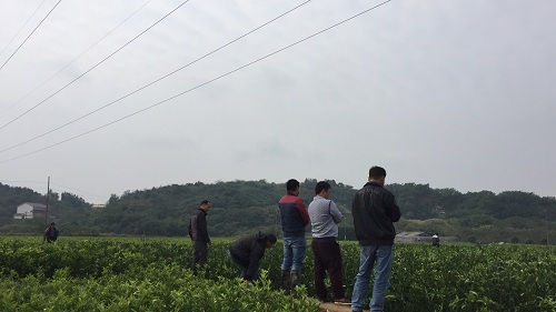 彩色油菜花的研究與開發推廣