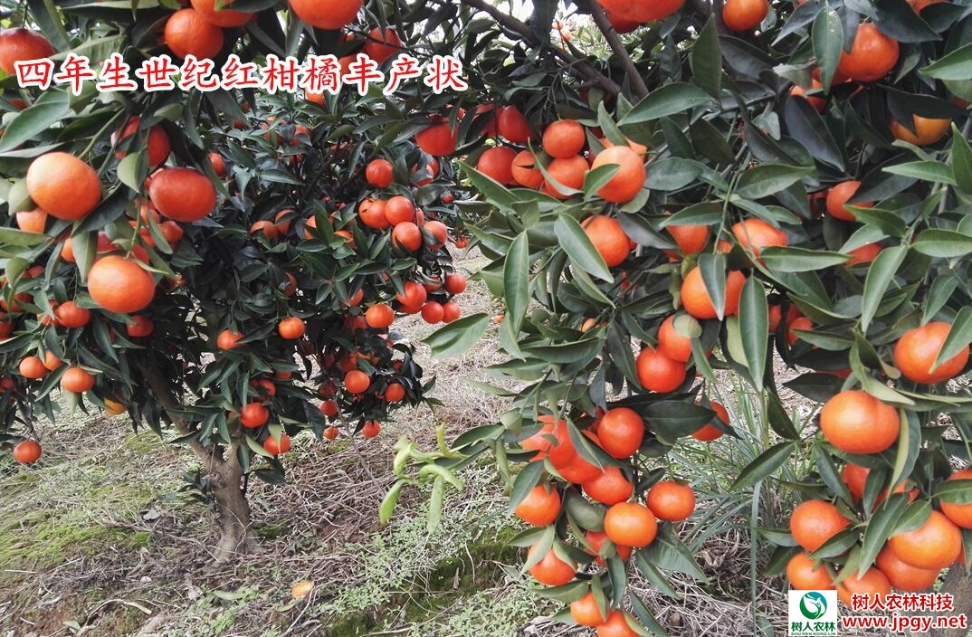 湖南樹人農林科技有限公司,湖南柑橘品種銷售,中國果樹網,常綠果樹類哪里好