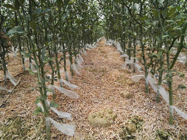 湖南樹(shù)人農(nóng)林科技有限公司,湖南柑橘品種銷(xiāo)售,中國(guó)果樹(shù)網(wǎng),常綠果樹(shù)類(lèi)哪里好