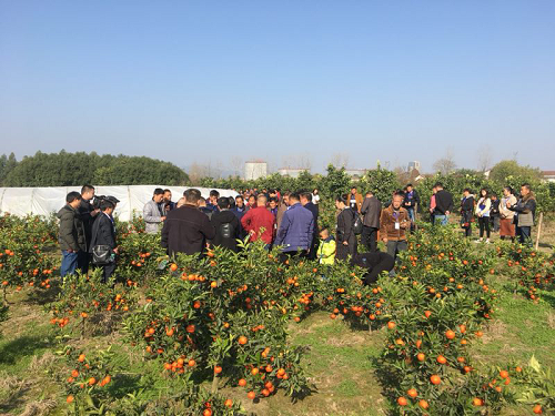 湖南樹人農林科技有限公司,湖南柑橘品種銷售,中國果樹網,常綠果樹類哪里好