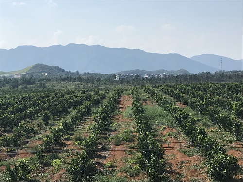 湖南樹人農林科技有限公司,湖南柑橘品種銷售,中國果樹網,常綠果樹類哪里好