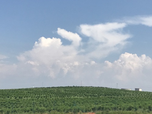 湖南樹人農林科技有限公司,湖南柑橘品種銷售,中國果樹網,常綠果樹類哪里好