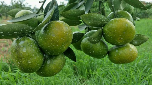 湖南樹人農林科技有限公司,湖南柑橘品種銷售,中國果樹網,常綠果樹類哪里好