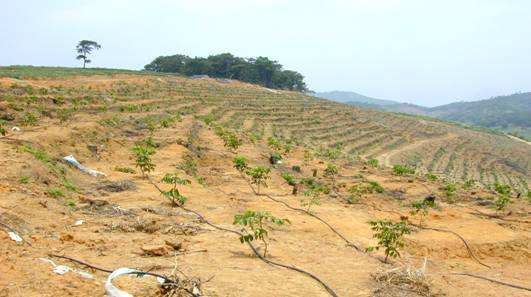 湖南樹人農林科技有限公司,湖南柑橘品種銷售,中國果樹網,常綠果樹類哪里好