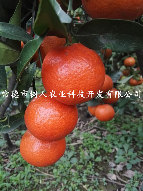 湖南樹人農(nóng)林科技有限公司,湖南柑橘品種銷售,中國果樹網(wǎng),常綠果樹類哪里好