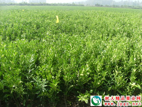 湖南樹人農(nóng)林科技有限公司,湖南柑橘品種銷售,中國果樹網(wǎng),常綠果樹類哪里好