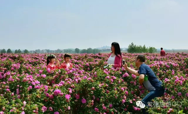 湖南樹人農林科技有限公司,湖南柑橘品種銷售,中國果樹網,常綠果樹類哪里好