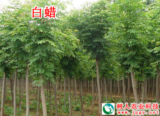 湖南樹人農(nóng)林科技有限公司,湖南柑橘品種銷售,中國果樹網(wǎng),常綠果樹類哪里好