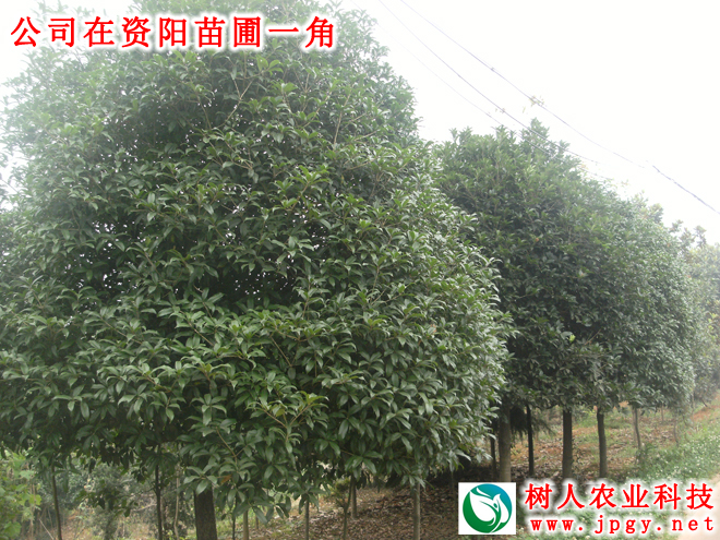 湖南樹人農(nóng)林科技有限公司,湖南柑橘品種銷售,中國果樹網(wǎng),常綠果樹類哪里好