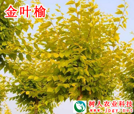 湖南樹人農(nóng)林科技有限公司,湖南柑橘品種銷售,中國果樹網(wǎng),常綠果樹類哪里好