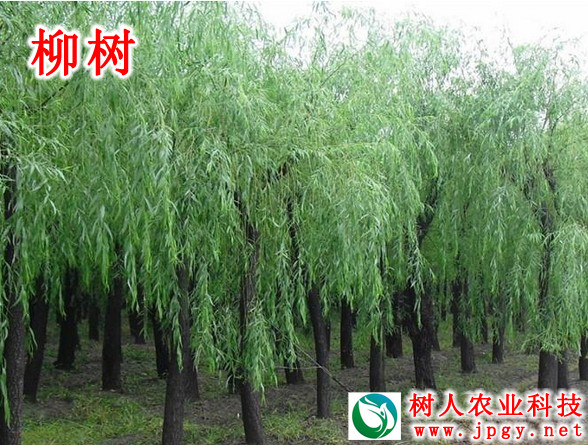 湖南樹(shù)人農(nóng)林科技有限公司,湖南柑橘品種銷售,中國(guó)果樹(shù)網(wǎng),常綠果樹(shù)類哪里好