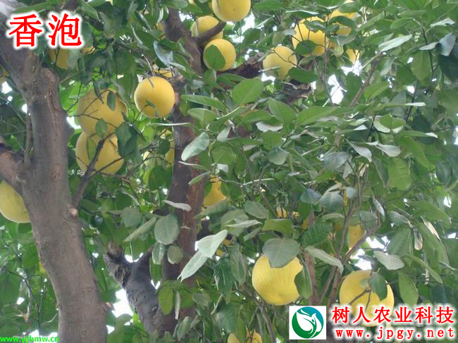 湖南樹人農林科技有限公司,湖南柑橘品種銷售,中國果樹網,常綠果樹類哪里好