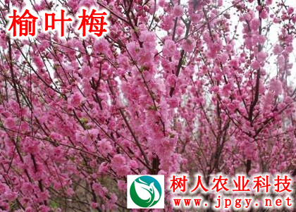 湖南樹人農林科技有限公司,湖南柑橘品種銷售,中國果樹網,常綠果樹類哪里好