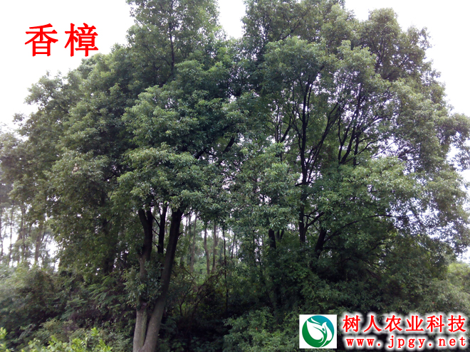 湖南樹人農林科技有限公司,湖南柑橘品種銷售,中國果樹網,常綠果樹類哪里好