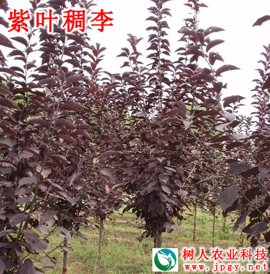 湖南樹(shù)人農(nóng)林科技有限公司,湖南柑橘品種銷售,中國(guó)果樹(shù)網(wǎng),常綠果樹(shù)類哪里好