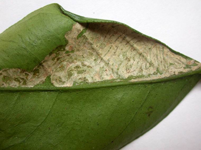 湖南樹人農林科技有限公司,湖南柑橘品種銷售,中國果樹網,常綠果樹類哪里好