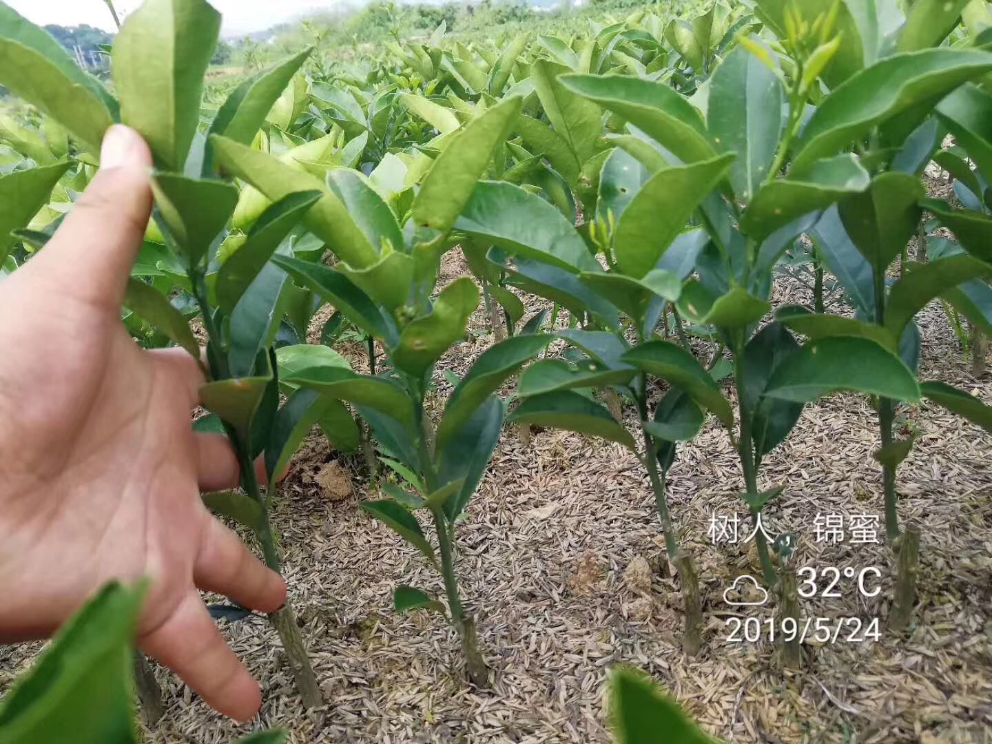 湖南樹人農林科技有限公司,湖南柑橘品種銷售,中國果樹網,常綠果樹類哪里好 湖南樹人農林科技有限公司,湖南柑橘品種銷售,中國果樹網,常綠果樹類哪里好