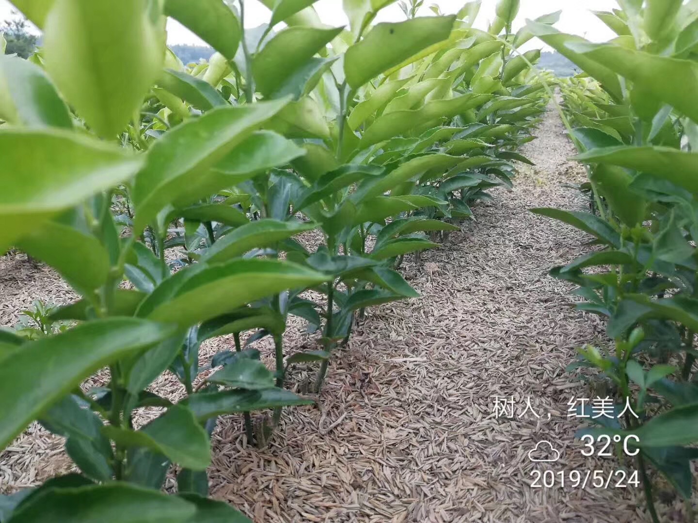 湖南樹人農林科技有限公司,湖南柑橘品種銷售,中國果樹網,常綠果樹類哪里好 湖南樹人農林科技有限公司,湖南柑橘品種銷售,中國果樹網,常綠果樹類哪里好