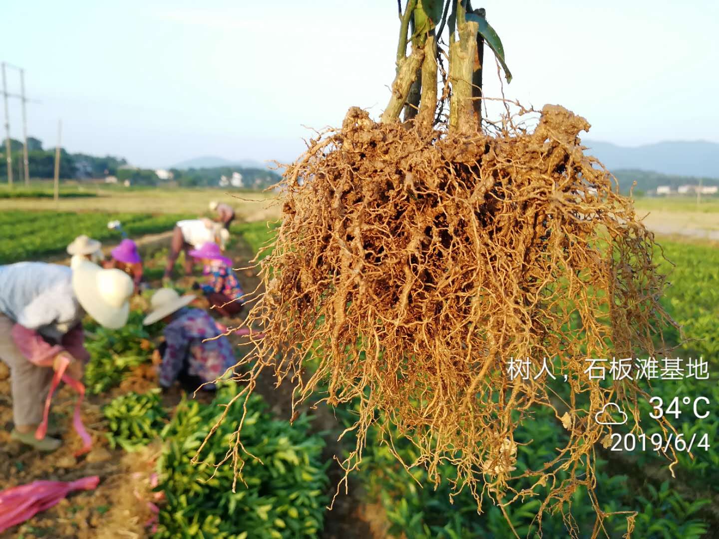 湖南樹人農(nóng)林科技有限公司,湖南柑橘品種銷售,中國(guó)果樹網(wǎng),常綠果樹類哪里好