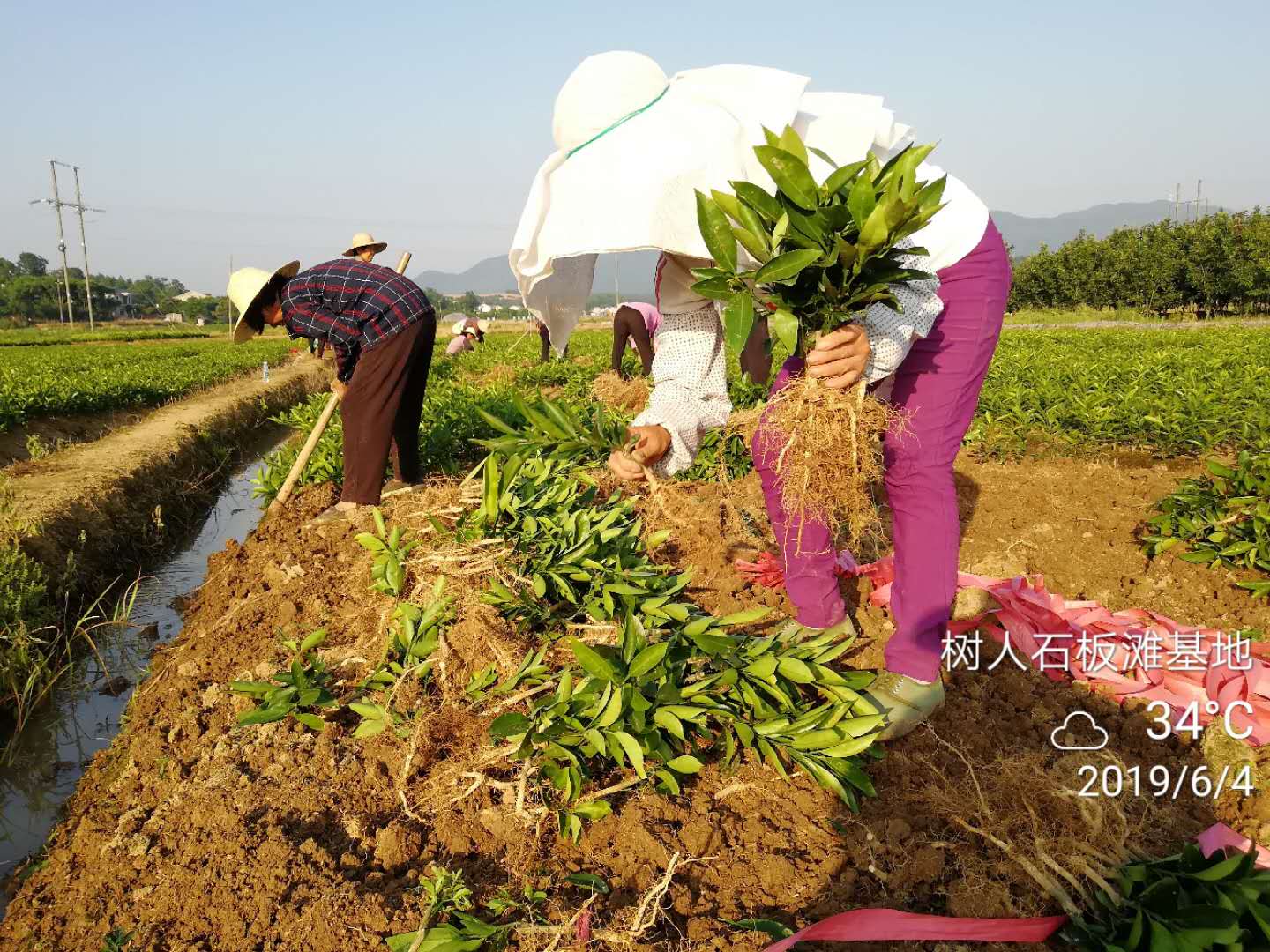 湖南樹人農(nóng)林科技有限公司,湖南柑橘品種銷售,中國(guó)果樹網(wǎng),常綠果樹類哪里好