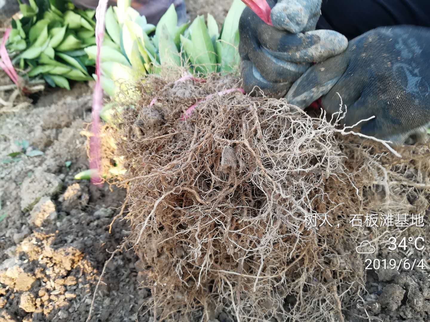 湖南樹人農(nóng)林科技有限公司,湖南柑橘品種銷售,中國(guó)果樹網(wǎng),常綠果樹類哪里好