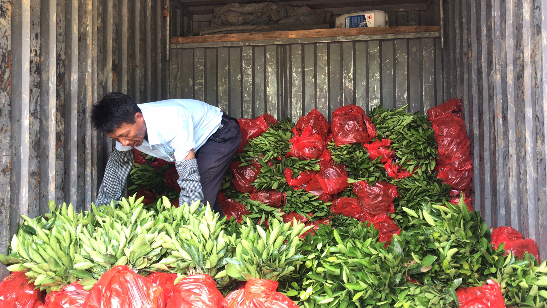 湖南樹人農(nóng)林科技有限公司,湖南柑橘品種銷售,中國(guó)果樹網(wǎng),常綠果樹類哪里好