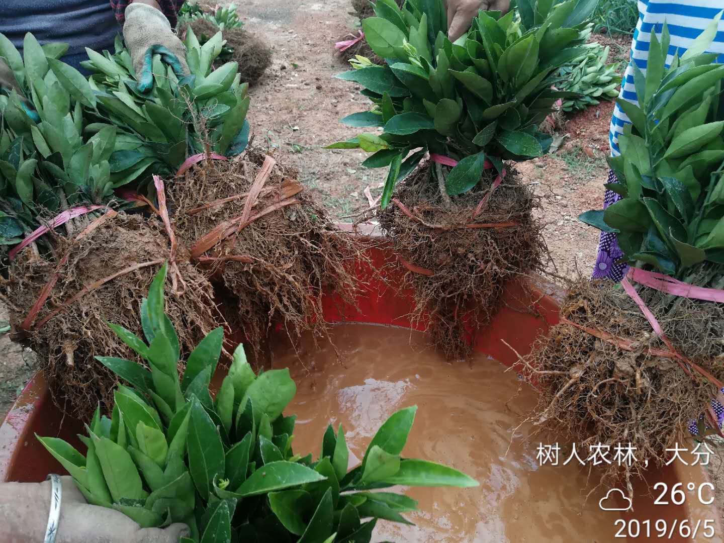 湖南樹人農(nóng)林科技有限公司,湖南柑橘品種銷售,中國(guó)果樹網(wǎng),常綠果樹類哪里好