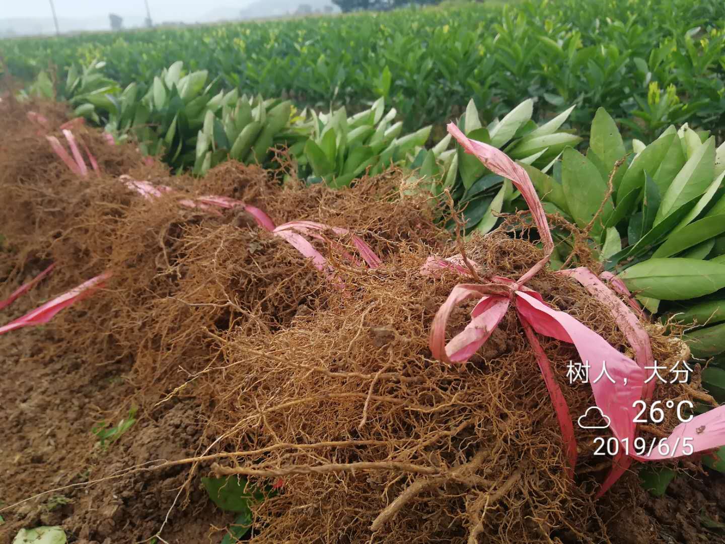 湖南樹人農(nóng)林科技有限公司,湖南柑橘品種銷售,中國(guó)果樹網(wǎng),常綠果樹類哪里好