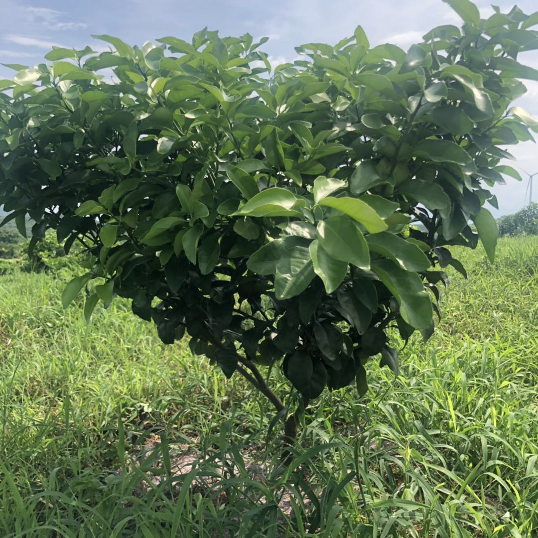 湖南樹人農林科技有限公司,湖南柑橘品種銷售,中國果樹網,常綠果樹類哪里好 湖南樹人農林科技有限公司,湖南柑橘品種銷售,中國果樹網,常綠果樹類哪里好