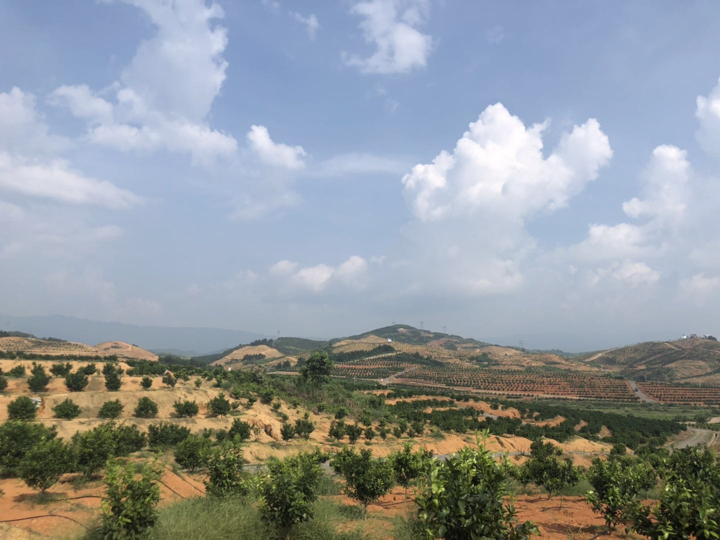 湖南樹人農林科技有限公司,湖南柑橘品種銷售,中國果樹網,常綠果樹類哪里好 湖南樹人農林科技有限公司,湖南柑橘品種銷售,中國果樹網,常綠果樹類哪里好