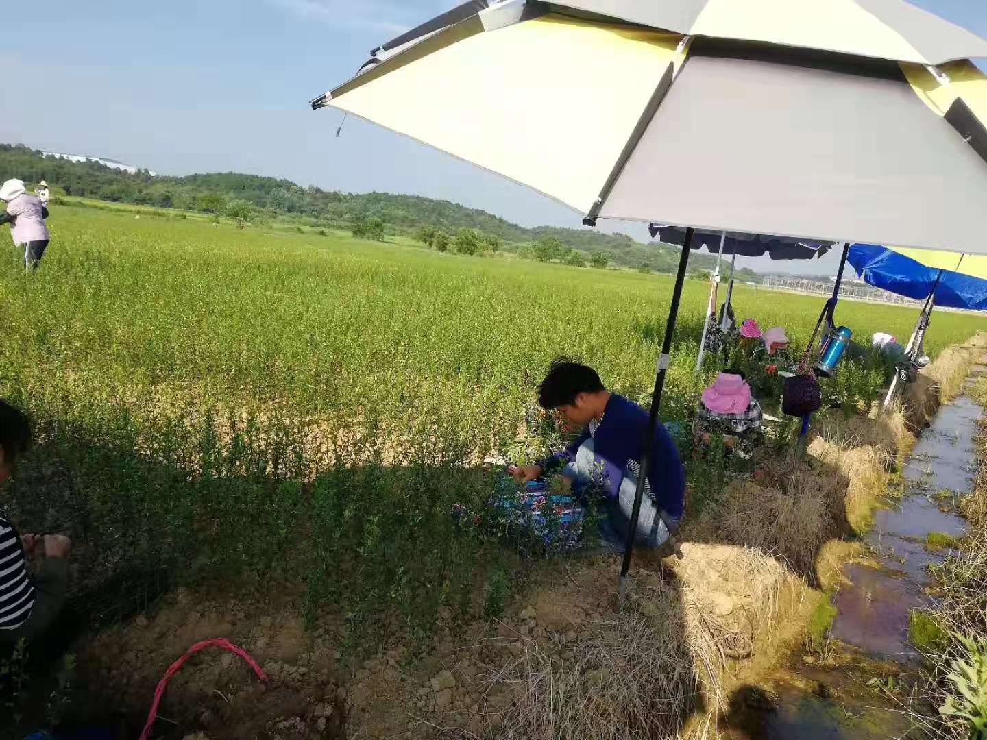 湖南樹人農林科技有限公司,湖南柑橘品種銷售,中國果樹網,常綠果樹類哪里好