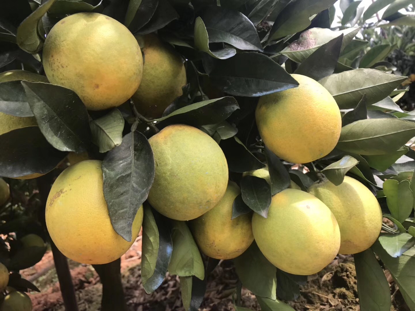 湖南樹人農林科技有限公司,湖南柑橘品種銷售,中國果樹網,常綠果樹類哪里好