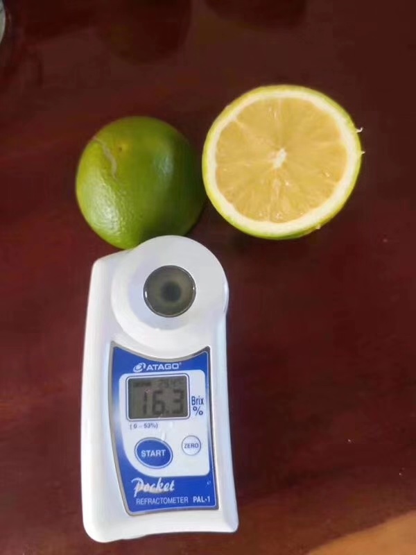 湖南樹人農林科技有限公司,湖南柑橘品種銷售,中國果樹網,常綠果樹類哪里好