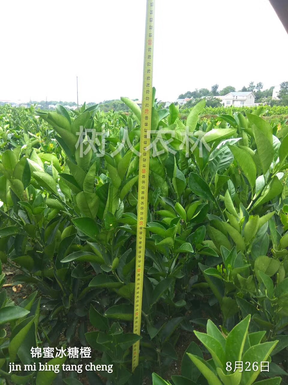 湖南樹人農林科技有限公司,湖南柑橘品種銷售,中國果樹網,常綠果樹類哪里好