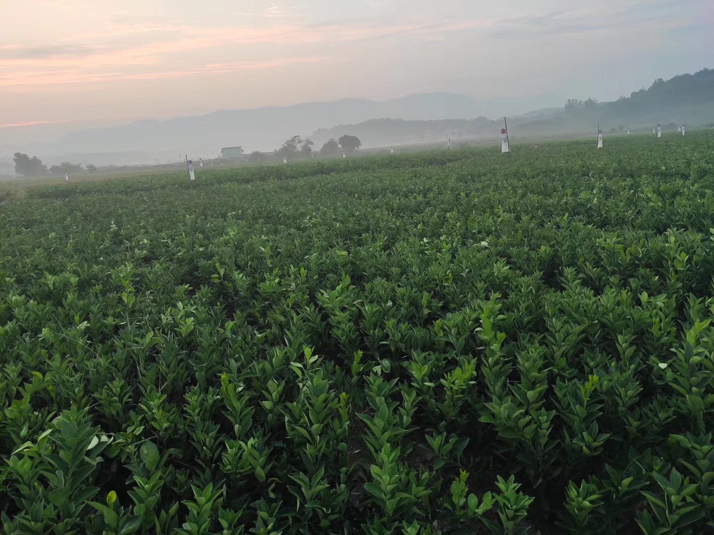湖南樹人農林科技有限公司,湖南柑橘品種銷售,中國果樹網,常綠果樹類哪里好